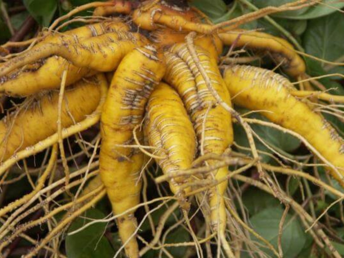 Chago (Mauka, Miso) - Propiedades, Beneficios, Origen, Características y Más