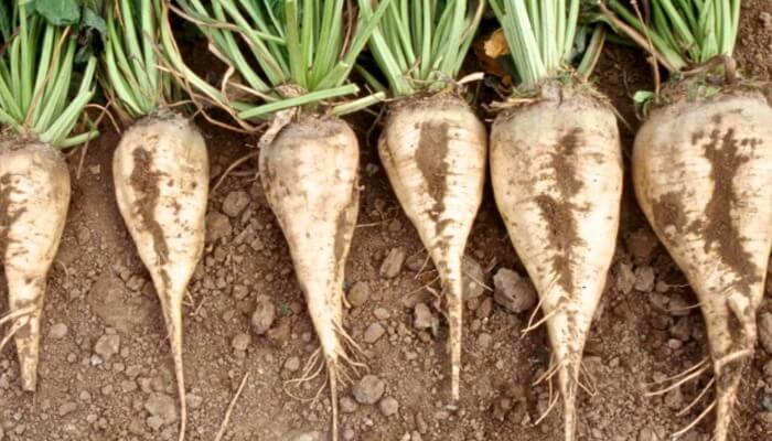 Remolacha Azucarera: Cultivo, Proceso, Fotos, Diferencia con la Caña de ...