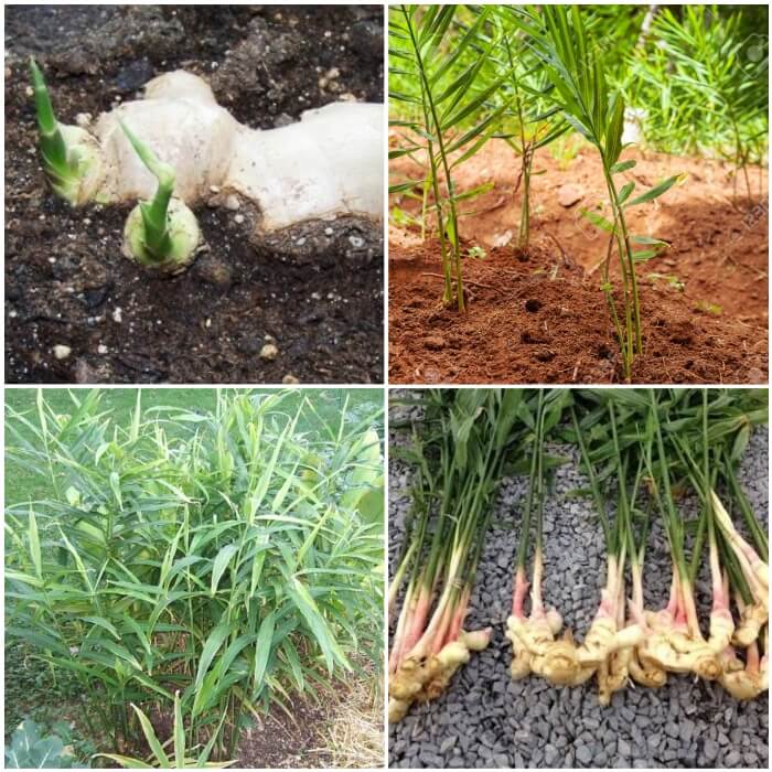 Planta de Jengibre Cultivo en Casa (Jardín, Maceta y Agua)